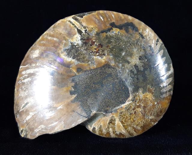 Cleoniceras (Grycia) besairiei COLLIGNON 1949 - Bild © FossNet FossilienStore